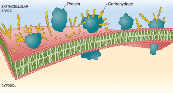 <p>To the extracellular surface of some proteins and lipids</p>