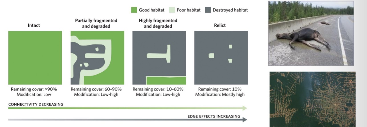 <ul><li><p>continuous habitat is broken up into smaller pieces.</p></li><li><p>Aside from leading to smaller habitats, habitat fragmentation tends to increase the number of contact edges between habitat and non-habitat, leading to an increased vulnerability to edge effects (changes that occur/begin at the boundary of two habitats, such as road mortalities, disease spillovers, etc).</p></li></ul><p></p>
