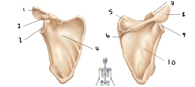 <p>1 &amp; 8</p>