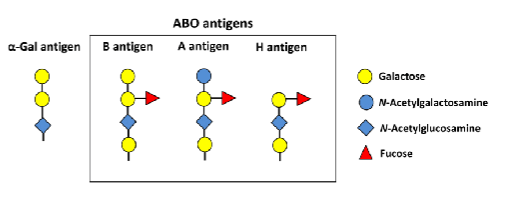 <ul><li><p><span>Genes code for the glycosyltransferases NOT the actual antigen</span></p><ul><li><p><span>A antigen = N-acetylgalactosamine</span></p></li><li><p><span>B antigen = galactose</span></p></li><li><p><span>O antigen = fucose</span></p></li></ul></li></ul><p></p>