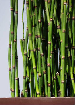 <p>horsetails</p>