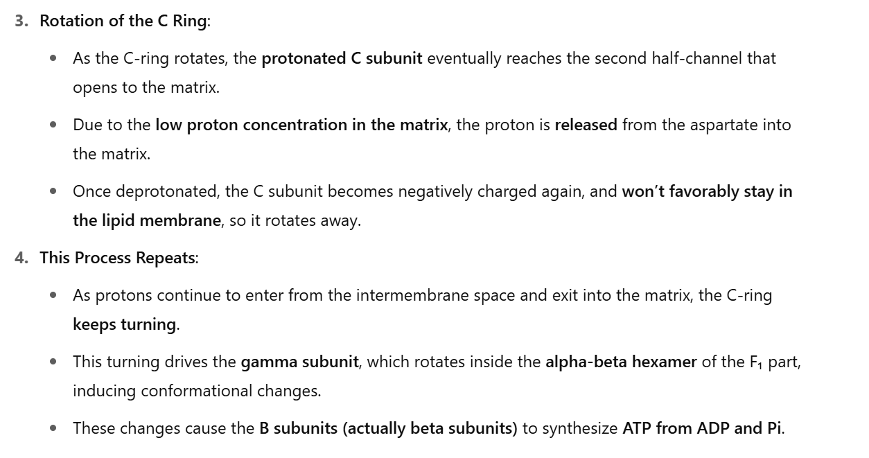<ul><li><p>In C sub unit have an aspartate residue where protons can bind </p></li><li><p>When have proton bound 0 no change , no protein -1 charge </p></li><li><p>when charge is 0 easy of it to turn </p></li><li><p>A sub-unit has 2 half channels for protein one to go into matrix and one for protons to wait before </p></li></ul><p></p>