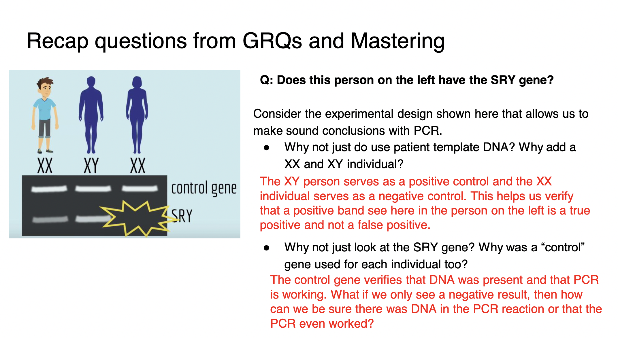 *NEGATIVE controls:* 

* DNA UNCUT by restriction enzymes - shows how long the DNA polymer is in TOTAL (how many base pairs total we should get when we sum up the base pairs of our fragments)
* **when looking to determine if an individual has a certain gene:** need DNA from a known individual without the gene to serve as a negative control (see image) 

\
*POSITIVE controls:*

* **when looking to determine if an individual has a certain gene:** need DNA from a known individual WITH the gene to serve as a positive control (see image) 