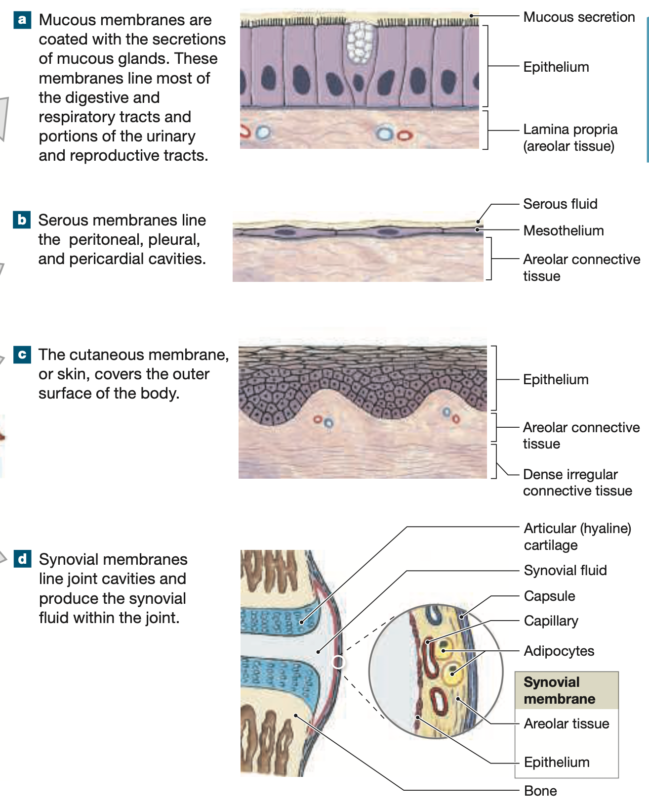 1. mucous membrane 
2. serous membrane
3. cutaneous membrane 
4. synovial membrane 