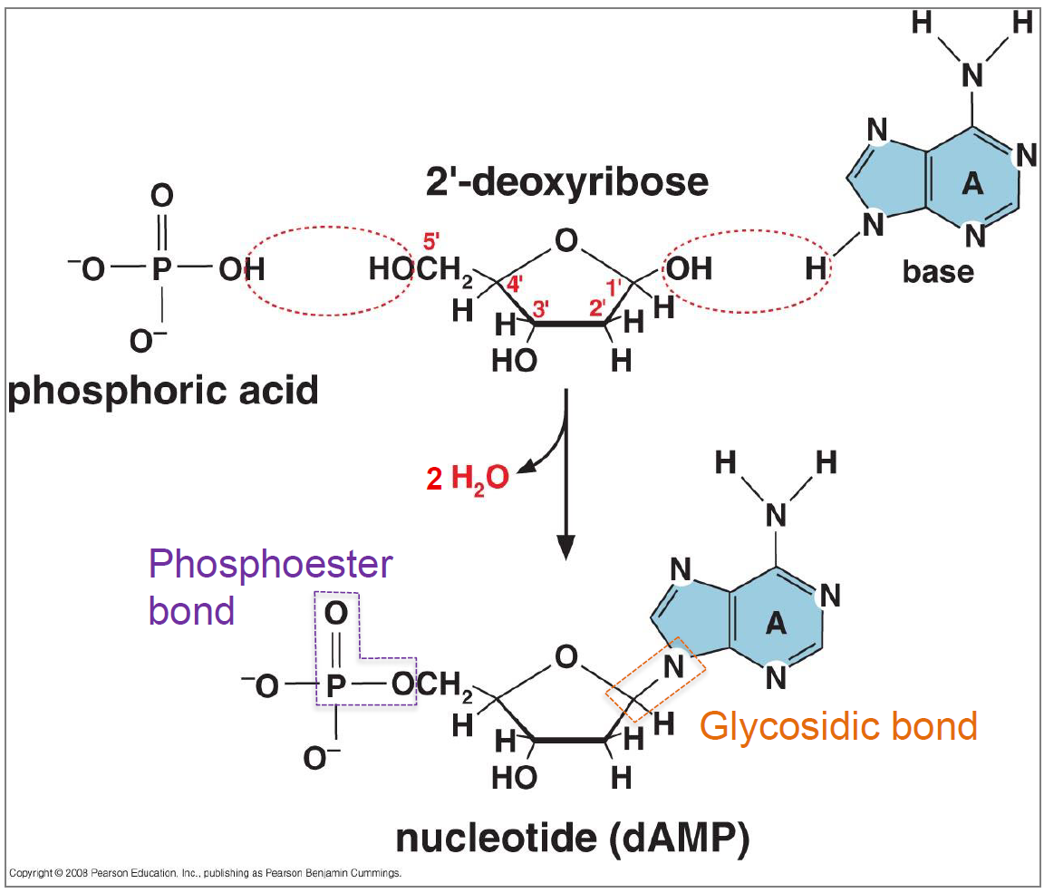 <ul><li><p>Liaison phosphoester</p></li><li><p>Liaison glycosidique </p></li></ul>