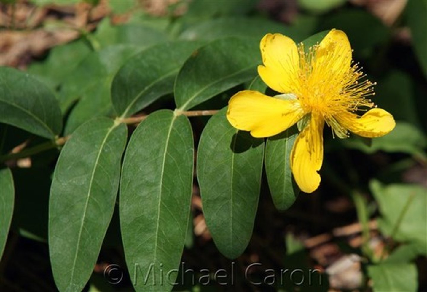 <p>creeping st. johnswort</p>