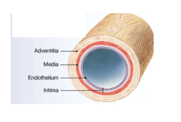 <p>Artery vs vein structure Large Sized Veins</p>