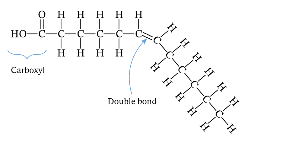 <p>carbon to carbon double bonds; more liquidy in room temperature</p>