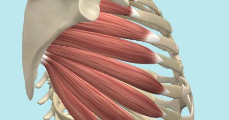 <p>Jak je jmenuje tento sval? Ú a Z? Fce?</p>