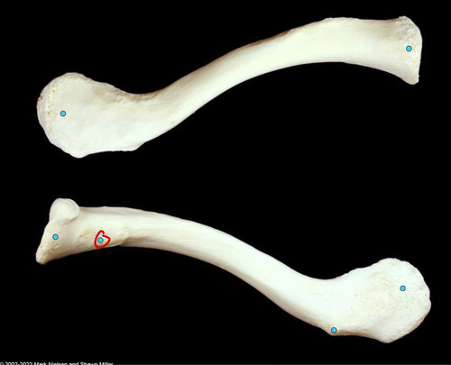 knowt flashcard image