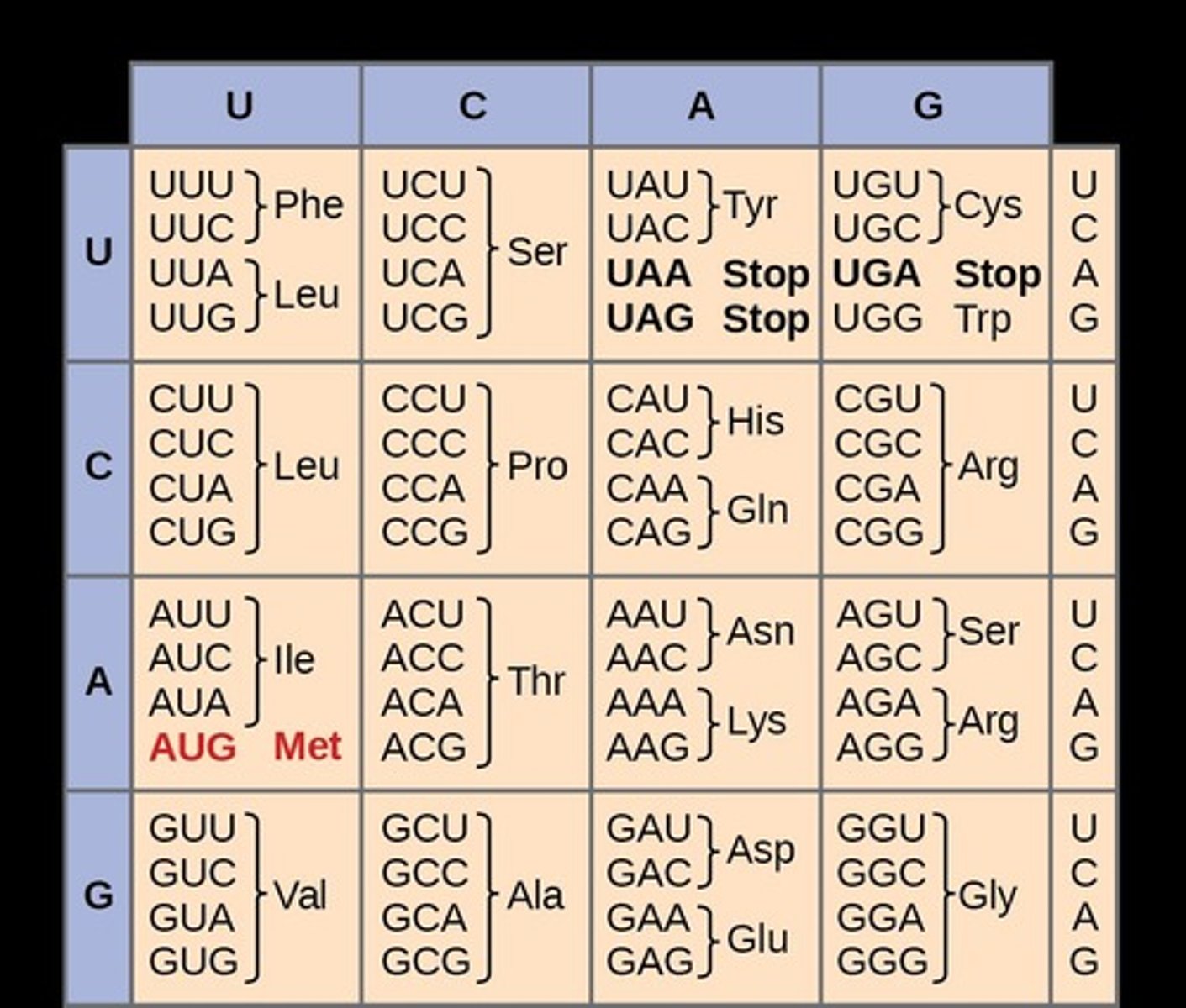 <p>Triplets of nucleotides that code for specific amino acids, the order determining the structure and function of proteins made.</p>