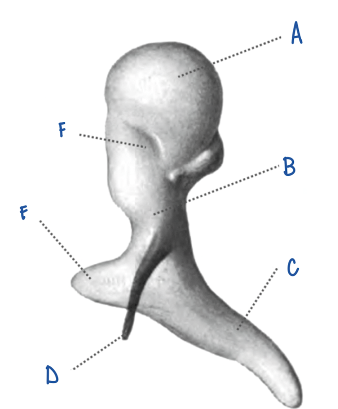 <p>What part of the Malleus is labeled E?</p>