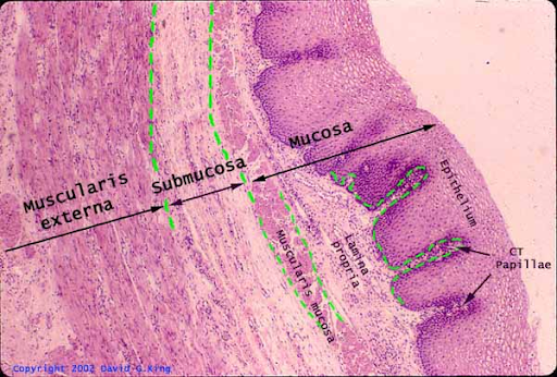 <p>usually wet on its surface </p><p>found in the mouth, the oropharynx, the vocal cords, the vagina, and the esophagus</p>