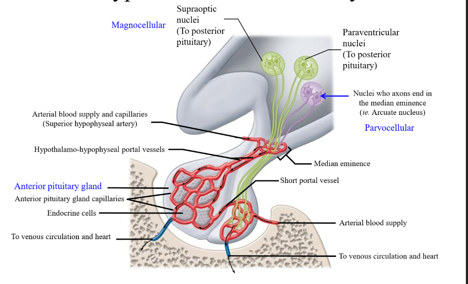 <p>vessel traveling from the median eminence to the anterior pituitary lobe that carries hormones</p>