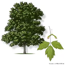 <p>Acer Negundo</p>