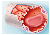<p>Fenestrated Capillaries</p>