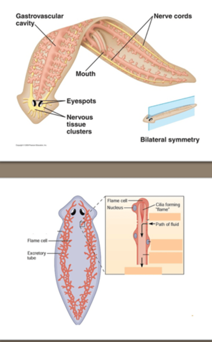 <p>-No circulatory, respiratory or skeletal system</p><p>a. use diffusion to transfer oxygen and other nutrients through their bodies.</p><p>-Digestive system*</p><p>a. primitive tube ending blind sac</p><p>b. found in trematodes</p><p>c. absent in cestodes!</p><p>-Excretory system</p><p>a. have flame cells that filter and remove excess water from the body</p><p>-Invertebrates: no circulatory system, no respiratory system and no skeletal system</p>