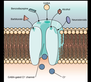 <p>Treat anxiety.<br>Bind to GABA receptors to enhance GABA inhibitory actions.<br>Self-medication with alcohol is very common.<br>Behavioural desensitization therapy works best for specific phobias.</p>