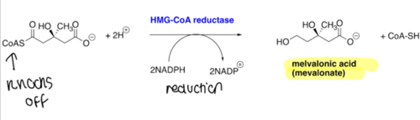 <p>work by blocking HMG-CoA reductase</p><p>final step in phase 1 of sequence in reduction of 3-hydroxy-3-methylglutaryl-coenzyme A to mevalonic acid</p>