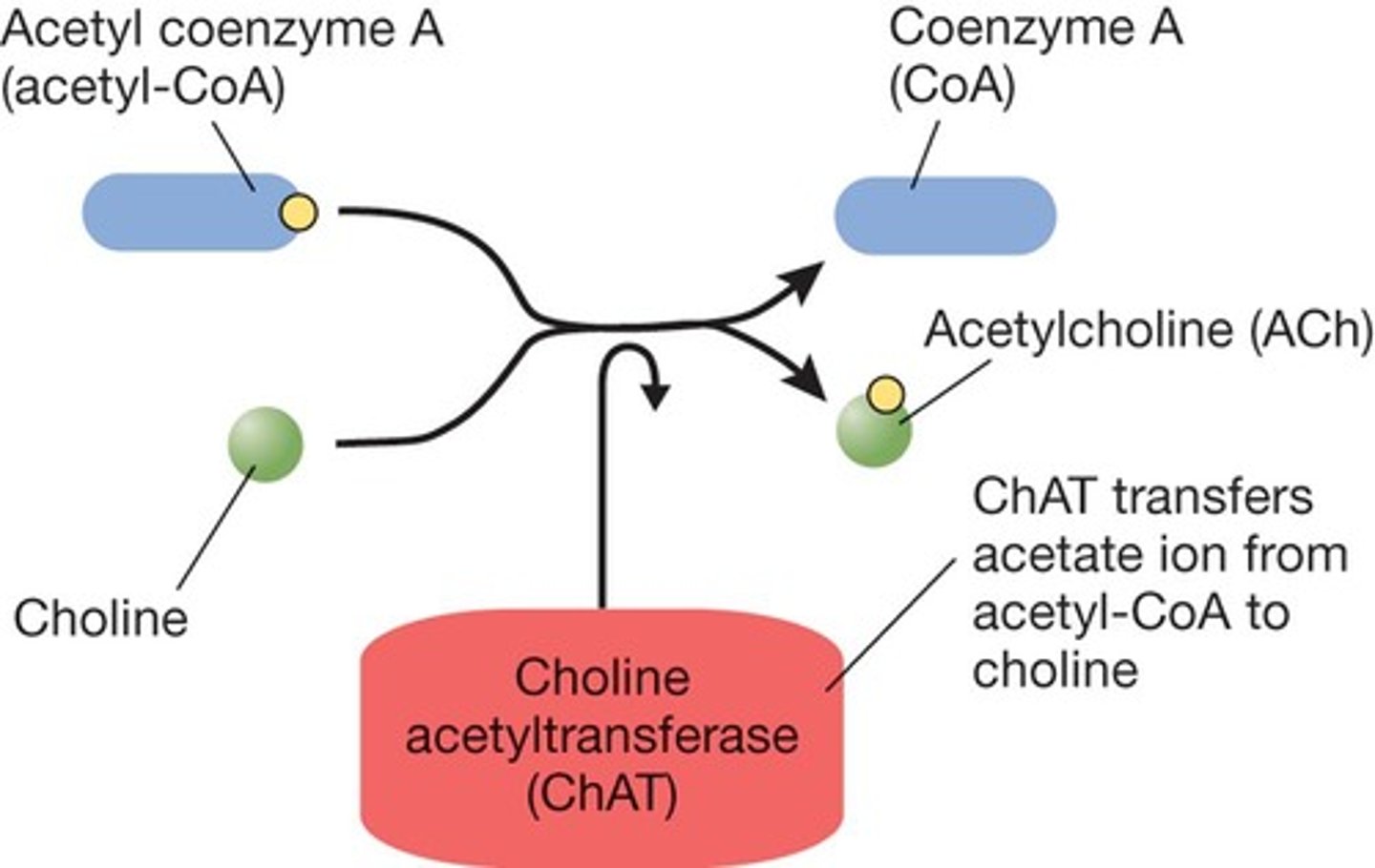 <p>Earliest known neurotransmitter; Neuromuscular junctions (PNS); Also in brain (CNS); Important for learning and memory.</p>