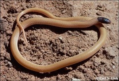 <p>To 31cm TL • Light brown/tan with black cap on head • Rear fanged</p>