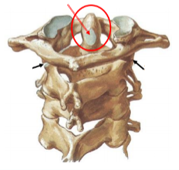 <p>name joint </p>