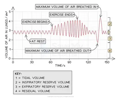 <ul><li><p>tidal volume x breathing rate</p></li><li><p>measured in litres/second or similar</p></li></ul><p></p>