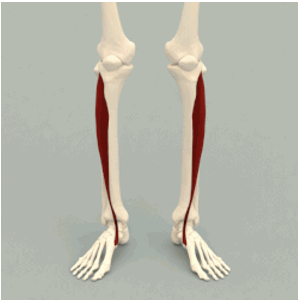 <p>ACTION of tibialis anterior</p>