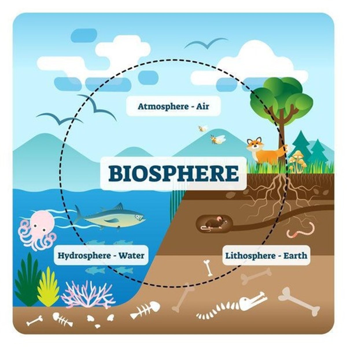 <p>All areas of earth that are inhabited by and support life - consists of atmosphere, lithosphere, and hydrosphere.</p>