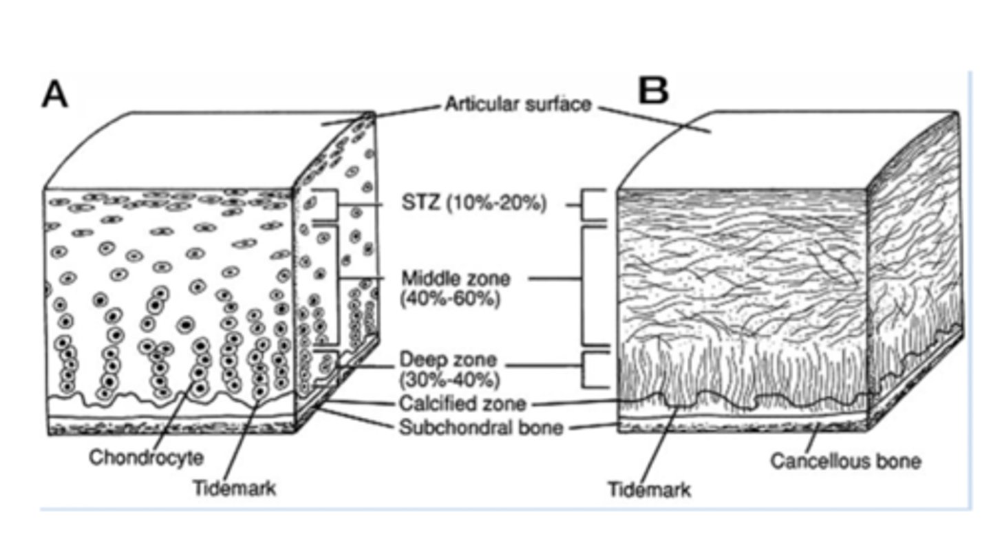 <p>It's the first line of protection to compressive forces</p>
