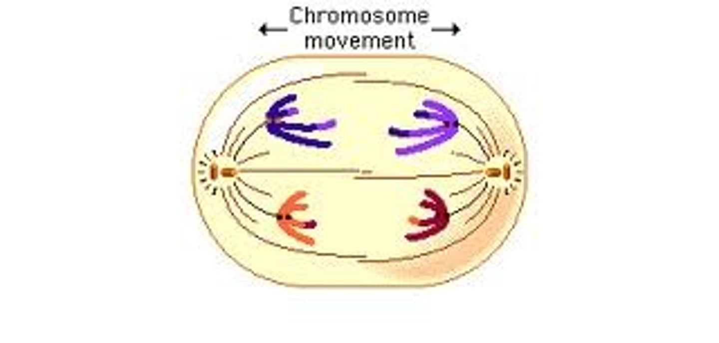 <p>3 in mitosis.</p><p>-continued contraction of the microtuble spindle fibres cause seperation of sister chromatids</p><p>-chromatids are now chromosones</p><p>-chromosones move to opposite poles of cell</p>