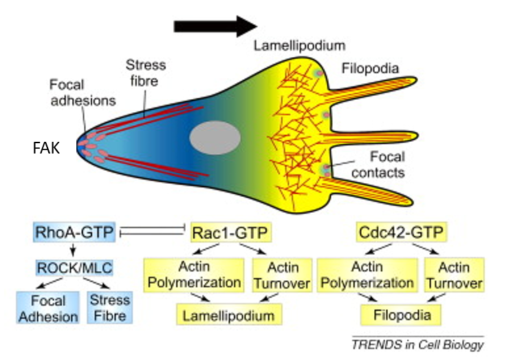 __front of cell__: Cdc42, Rac1

__back of cell__: RhoA

**not a GTPase, but FAK is also only active in back*