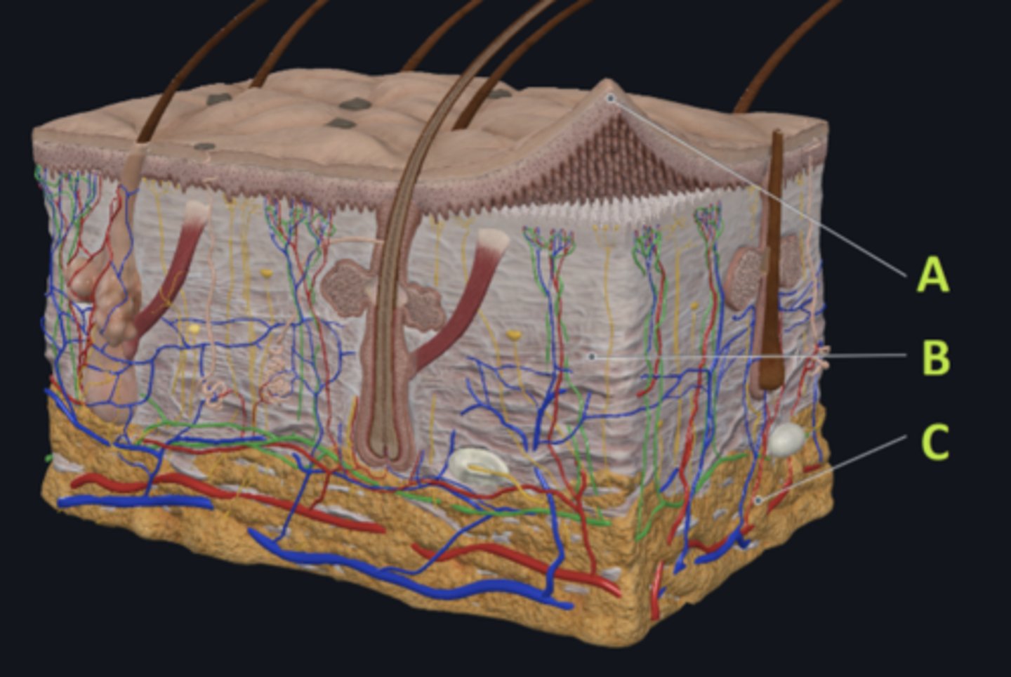 <p>Which letter indicates the region most important for energy storage and thermal insulation?</p>