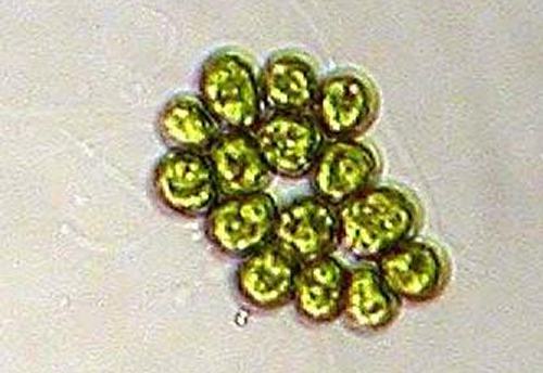 <p>Gonium</p><p>chlorophyta</p><p>green</p><p>flat and spherical/curved colony</p><p>4/8/16 cells arranged in flat colonies (spherical/curved) held together by extracellular matrix</p><p>2 flagella per cell; pinwheel motion</p><p>exhibits phototaxis</p>