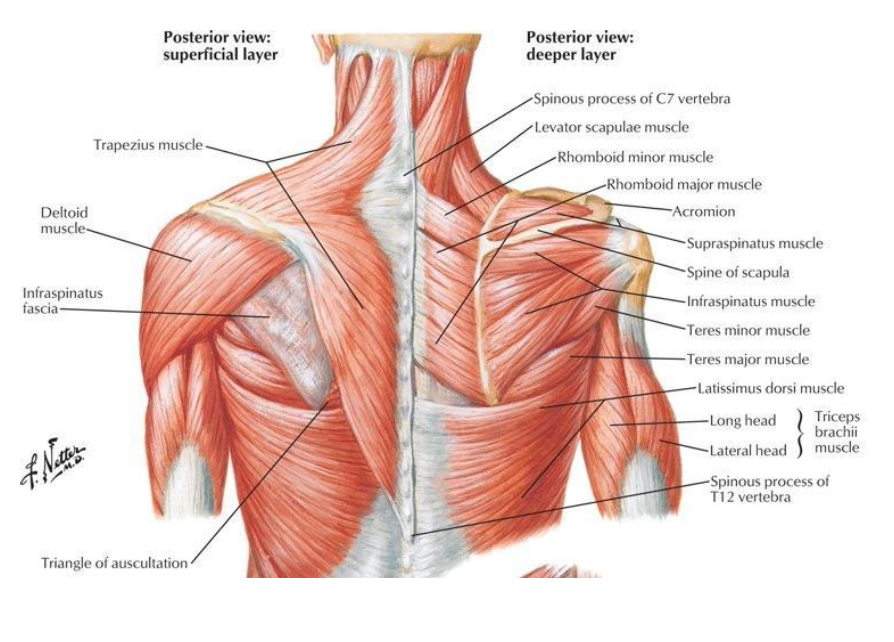 <p>- trapezius</p><p>- latissimus dorsi</p>