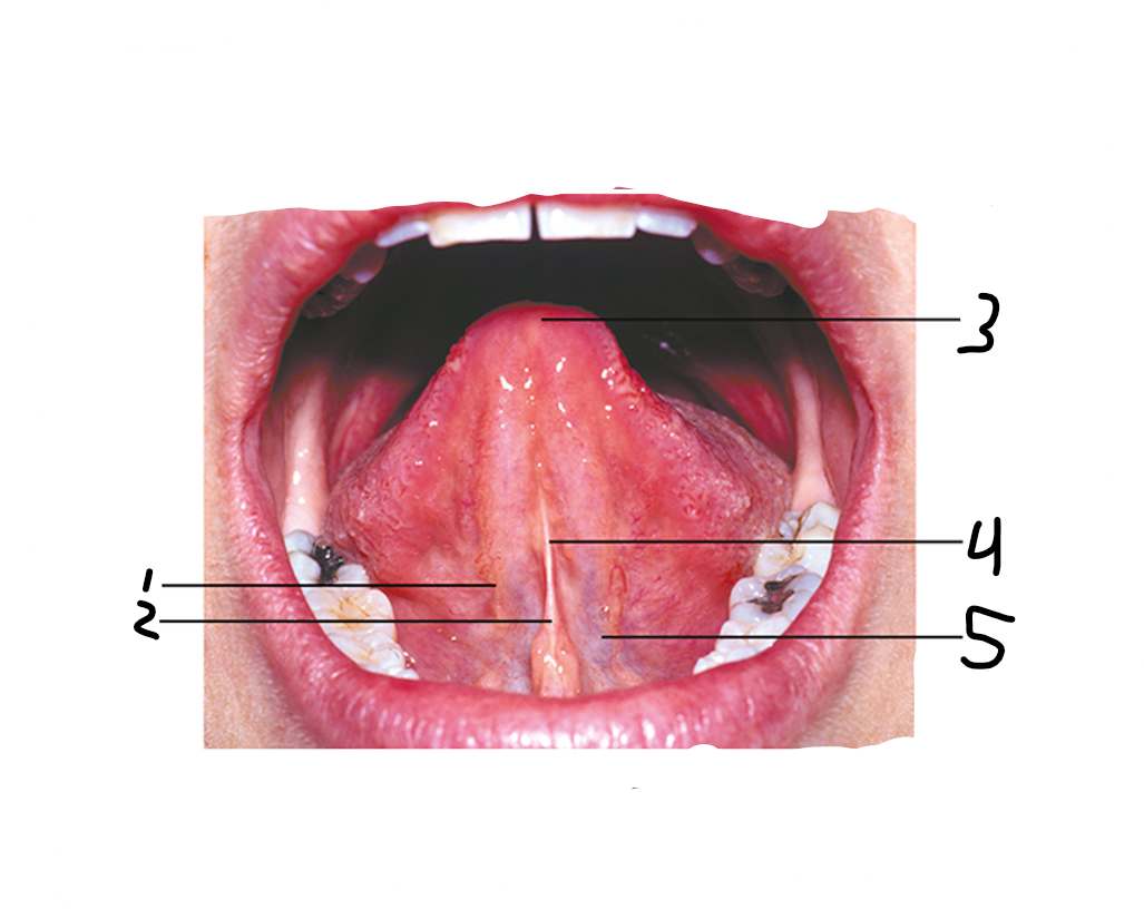 <p>Label the parts of the tongue from 1-5</p>