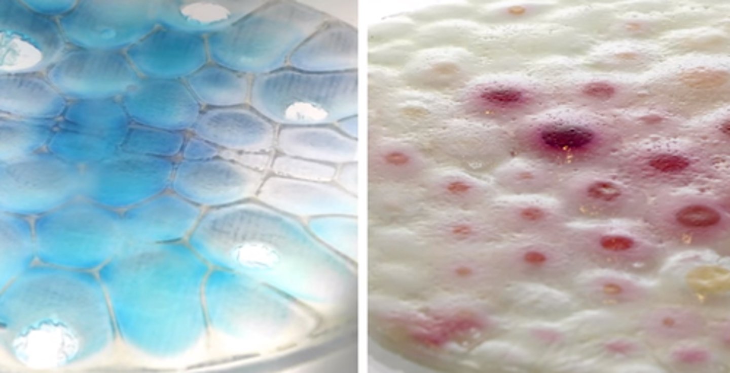 <p>3-D printing of living organisms</p>