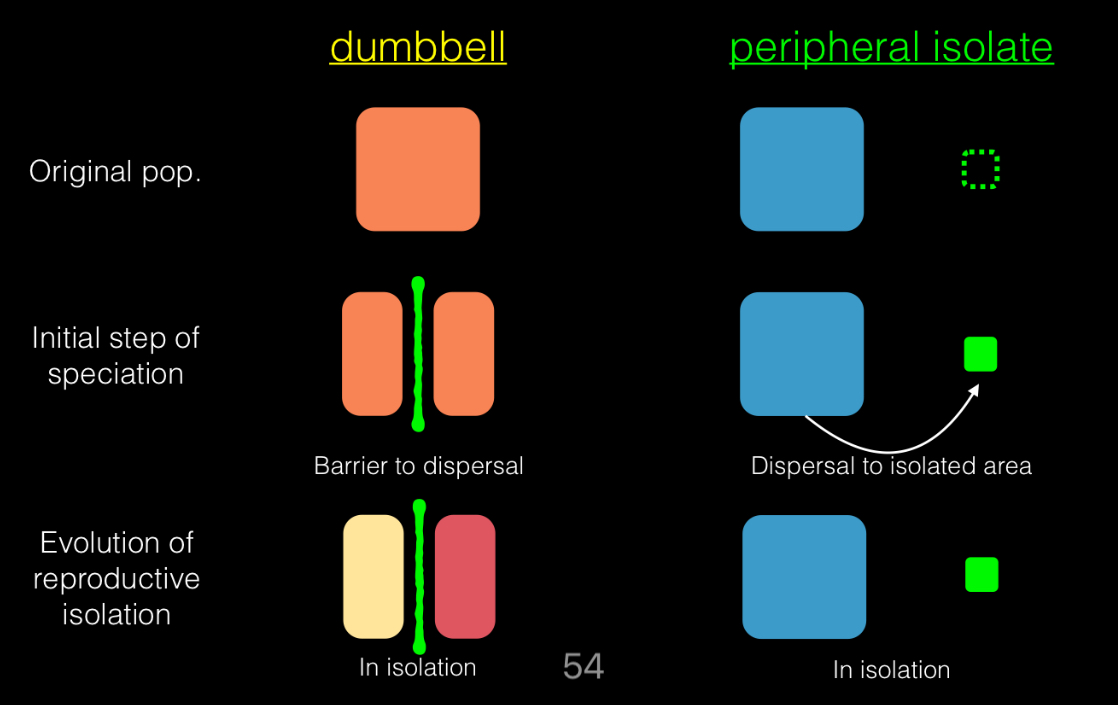 <p>Dumbbell</p><p>Peripheral isolate</p>