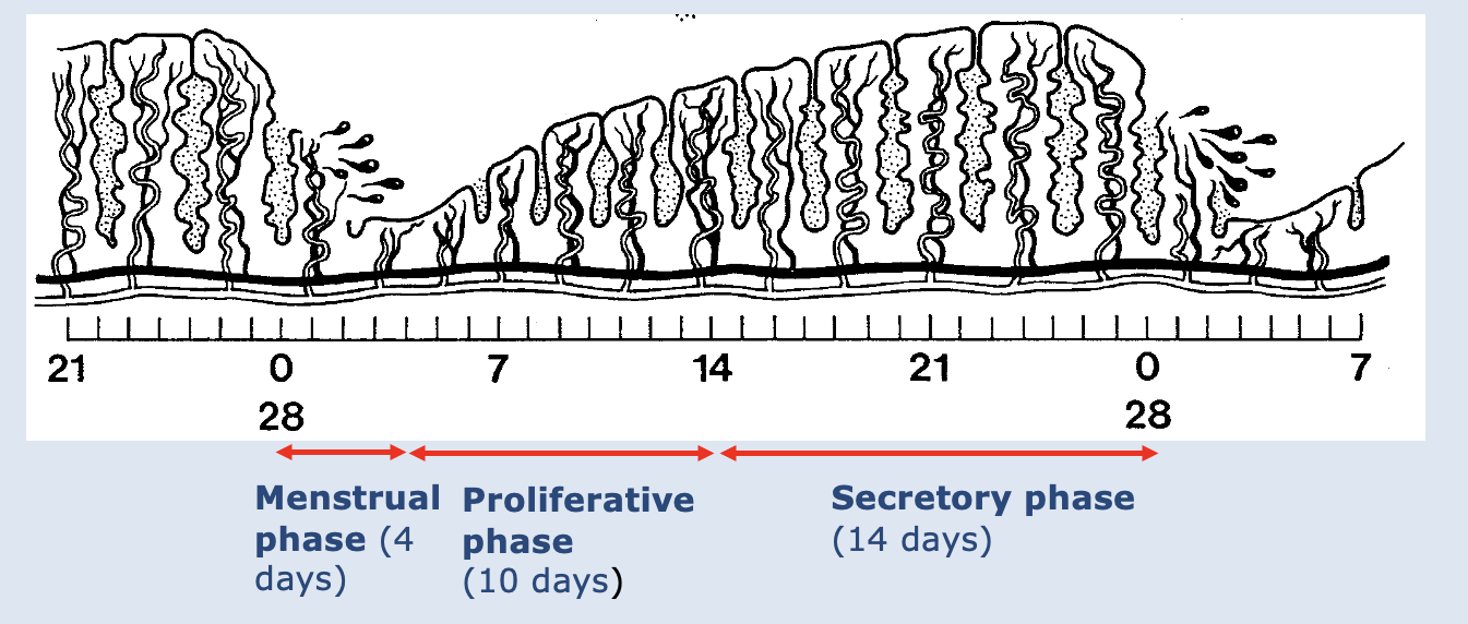 <p><span><strong><span>Menstrual – Days 1-5</span></strong></span></p><p><span><span>–50-150mls</span></span></p><p><span><span>–Endometrium lost to basal layer.</span></span></p><p></p><p style="text-align: left;"><span><strong><span>Proliferation - Days 4-13</span></strong></span></p><p><span><span>–Growth of endometrium</span></span></p><p><span><span>–Spiral arteries</span></span></p><p><span><span>–Tubular glands</span></span></p><p><span><span>–Vascular mucosa</span></span></p><p><span><span>–Receptor cells&nbsp; primed.</span></span></p><p></p><p><span><strong><span>Ovulation – Day 14</span></strong></span></p><p style="text-align: left;"><span><strong><span>Secretory phase – Days 15-28</span></strong></span></p><p><span><span>–Spiral arteries tortuous</span></span></p><p><span><span>–Receptor cells secrete&nbsp; glycogen etc.</span></span></p><p style="text-align: left;"></p><p style="text-align: left;"><span><strong><span>Degeneration –no progesterone</span></strong></span></p><p><span><span>–Blood supply cut</span></span></p><p><span><span>–Lysosomes released</span></span></p><p><span><span>–Autodigestive.</span></span></p>