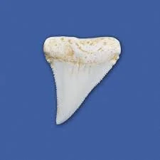<p>This tooth is from which fish?</p>