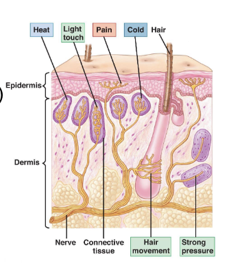 <p><strong>Skin Functions</strong></p><ol start="5"><li><p><strong>Body temperature regulation</strong> from<strong> sudoriforous (sweat) gland producing sweat to cool body down</strong></p></li><li><p><strong>Sensation</strong> due to various receptors that detect stimuli (Mechanoreptors, Nociceptors, Thermoreceptors)</p></li></ol><p></p>