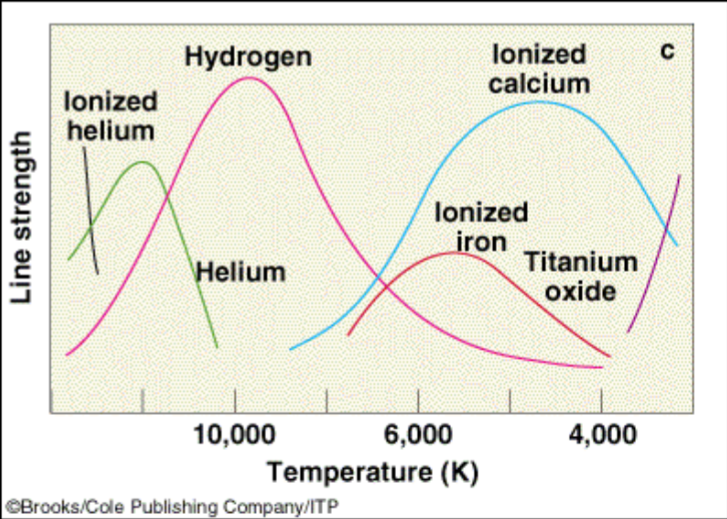 <p>Absorption lines happen when an electron moves from one state to a higher state. Electrons always want to be in energy level 1 (ground state) collisions help them to get to level 2. The energy of typical collisions depends on the speed of the atoms. The speed depends on the temperature. So the “line strength” depends on the surface temperature</p>