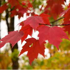 <p>Red Maple</p>