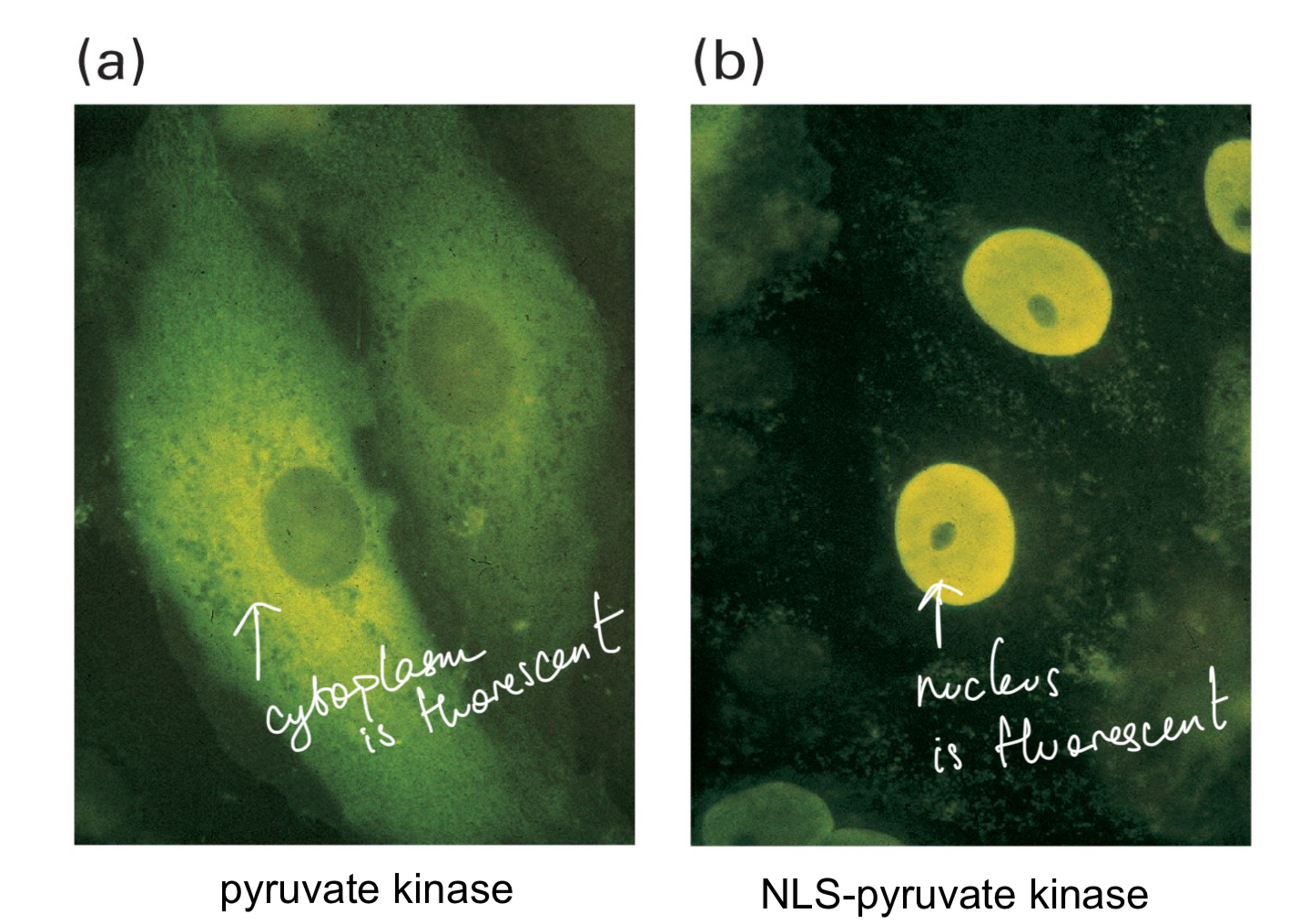 <p>Through NLSs or nuclear localization signals (fluorescence)</p>