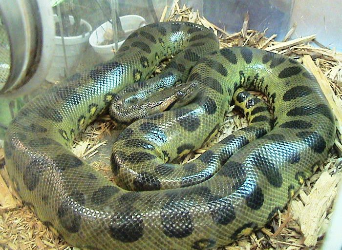 <p>anaconda</p>