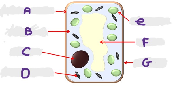 <p>What is the structure A?</p>