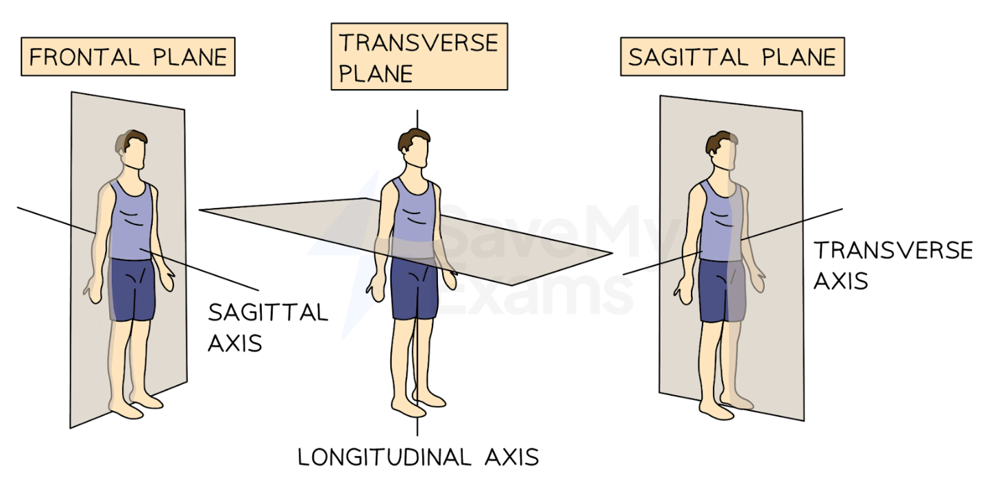 <p>Study planes and axes</p>
