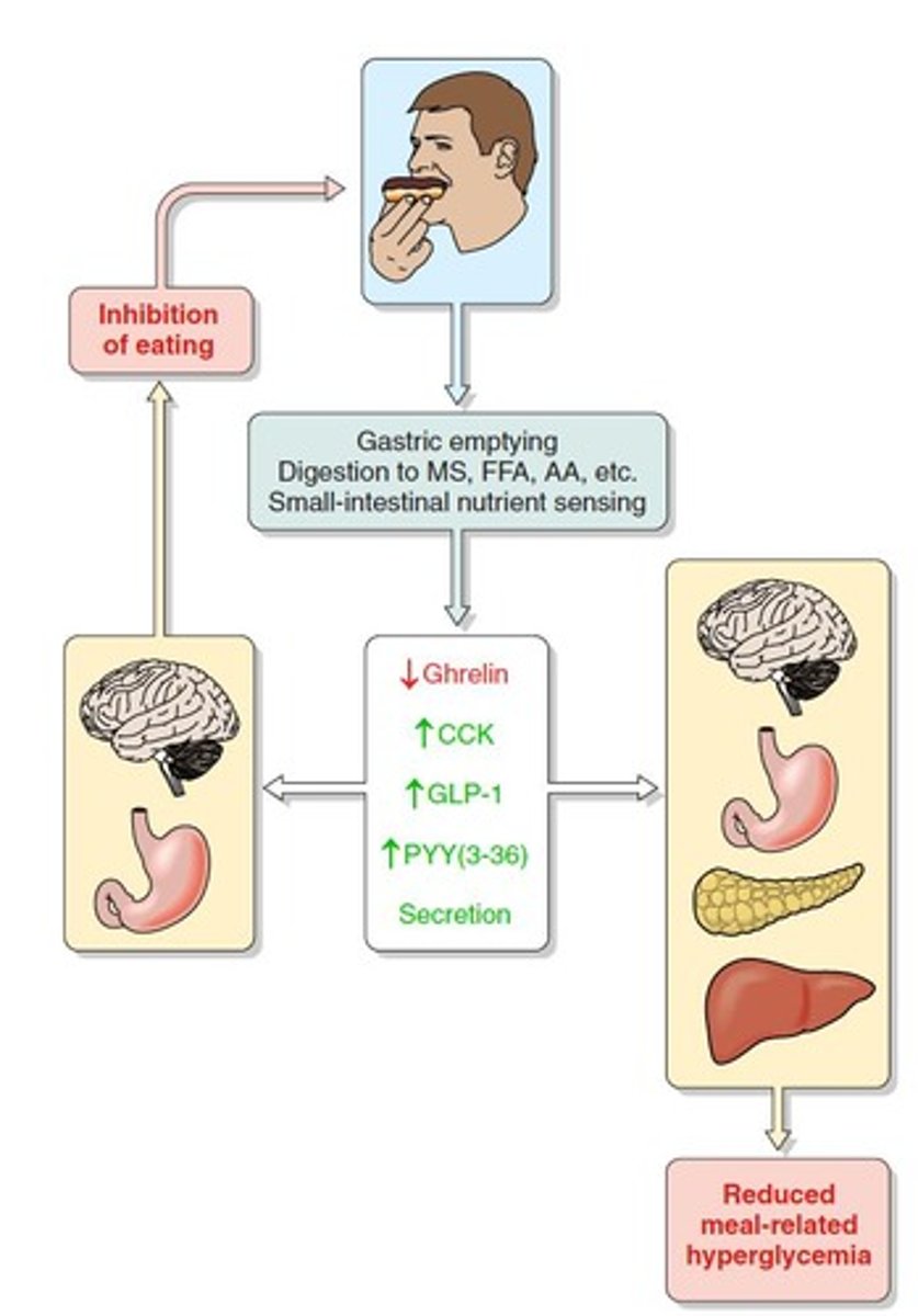 <p>An endocrine signal from the small intestine that stops feeding behavior within a meal.</p>