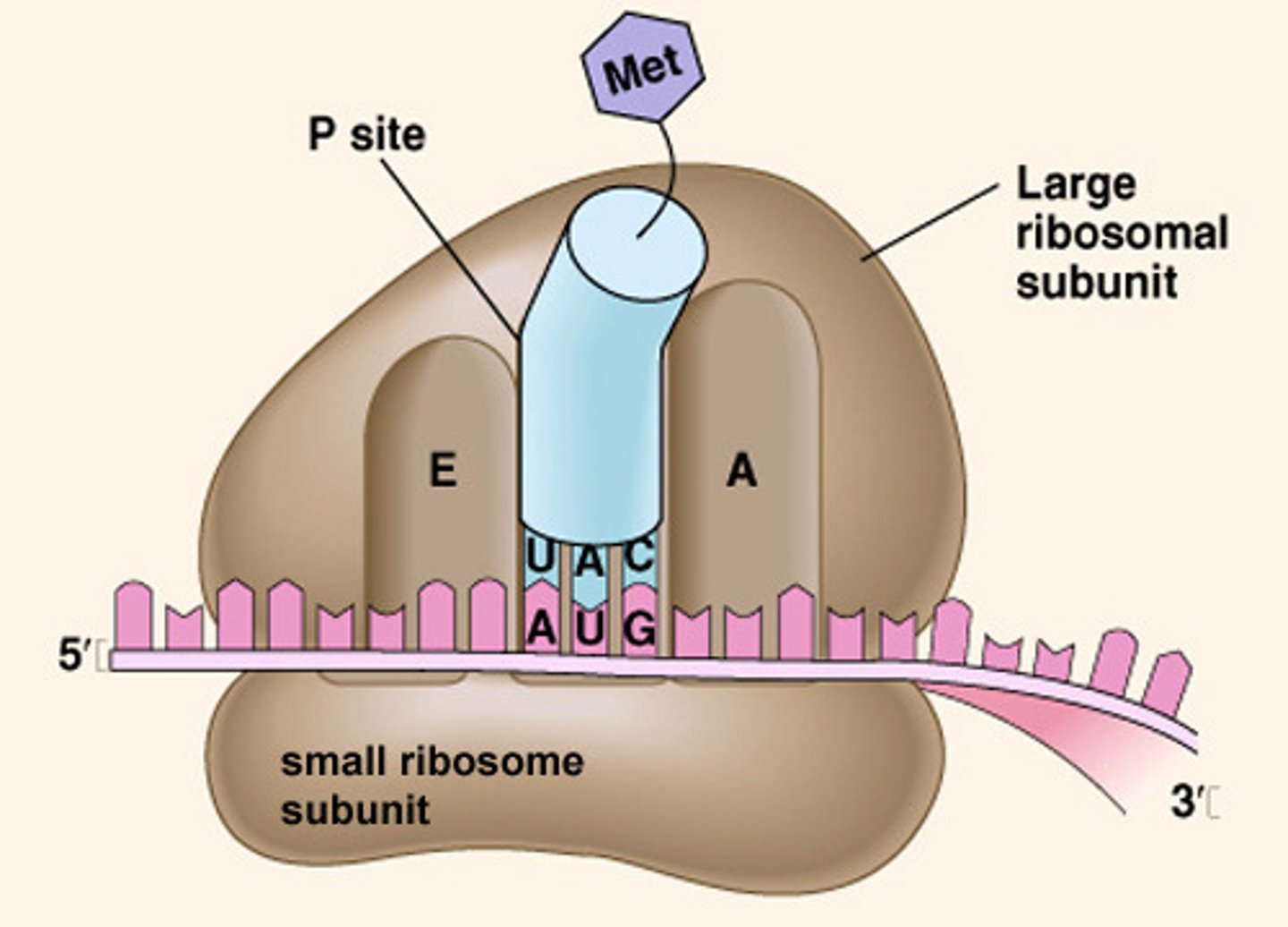 <p>ribosome</p>