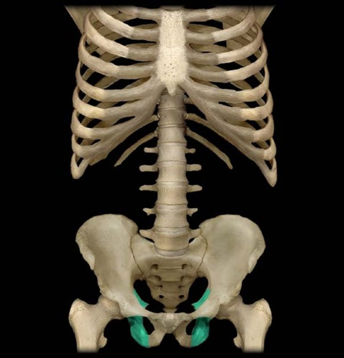 <p>The curved, irregular bone at the base of each half of the pelvis. Articulates with the pubic arch and produces a hole on each side of the pelvis.</p>